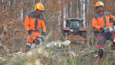 Zwei Forstarbeiter sägen Äste von einer Buche im Wald bei Walzbachtal ab.