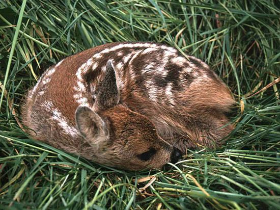 Schutzlos dem Mähwerk ausgeliefert liegt das Rehkitz im Gras. 90.000 Tiere sterben so jedes Jahr.