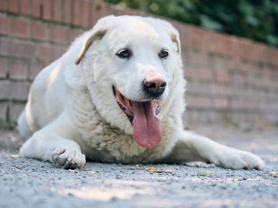 Mischlingshund „Diego“ liegt hechelnd mit heraushängender Zunge im Schatten. Hunde können nicht schwitzen und kühlen sich über die Verdunstungskälte im Rachen und auf der Zunge. Nach der extremen Hitze soll es am Abend zu Gewittern kommen können. +++ dpa-Bildfunk +++