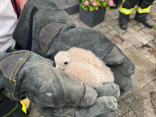 Das gerettet Turmfalken-Baby in den Händen eines Feuerwehrmannes.