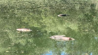 Tote Fische treiben im Wasser in den Neuburgweierer „Lettenlöchern“.