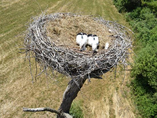 Die Jungstörche Meriske und Simone sind inzwischen flügge geworden. Hier liegen sie noch in ihrem Nest in Rheinstetten-Neuburgweier, kurz nachdem ihnen ihre Peilsender als kleine Rucksäcke umgeschnallt wurden.