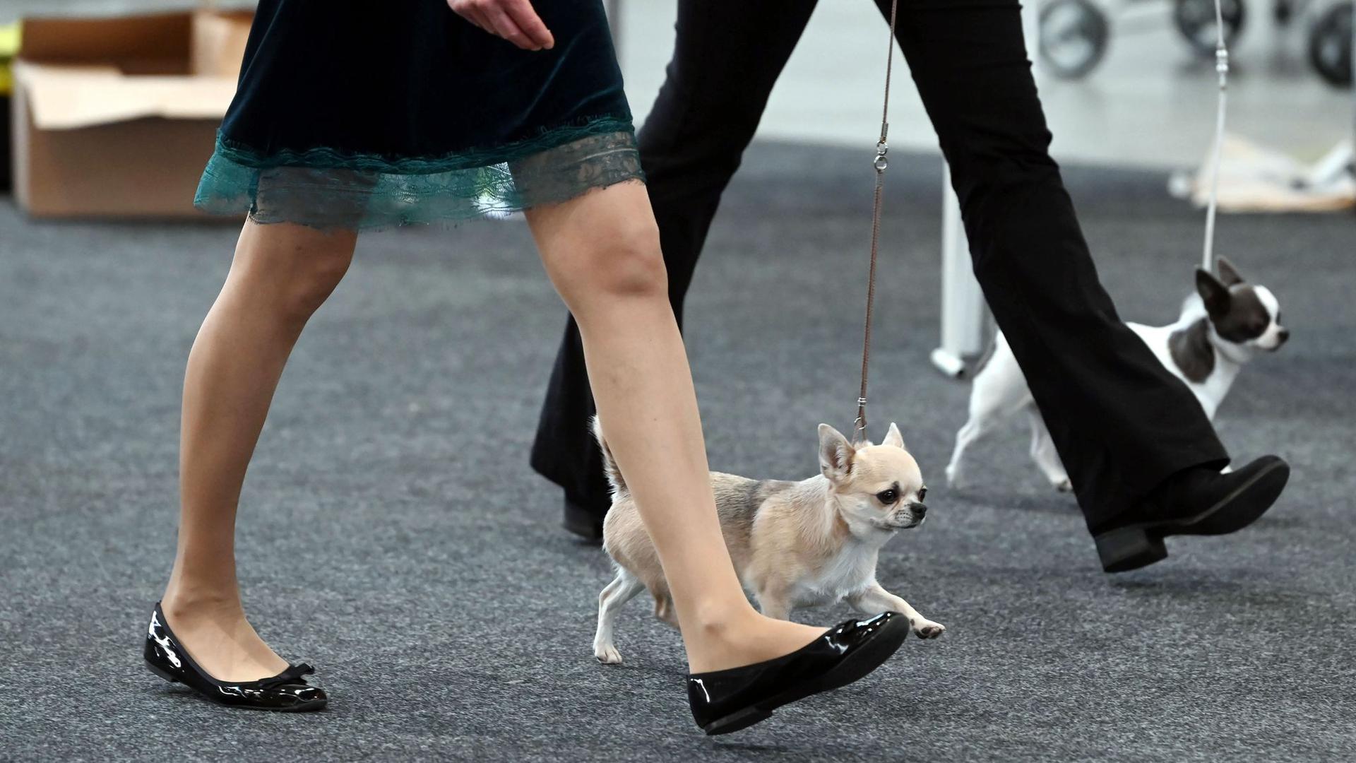 Bei der Haustiermesse „Tierisch gut“ werden Chihuahua Hunde den Preisrichtern präsentiert.