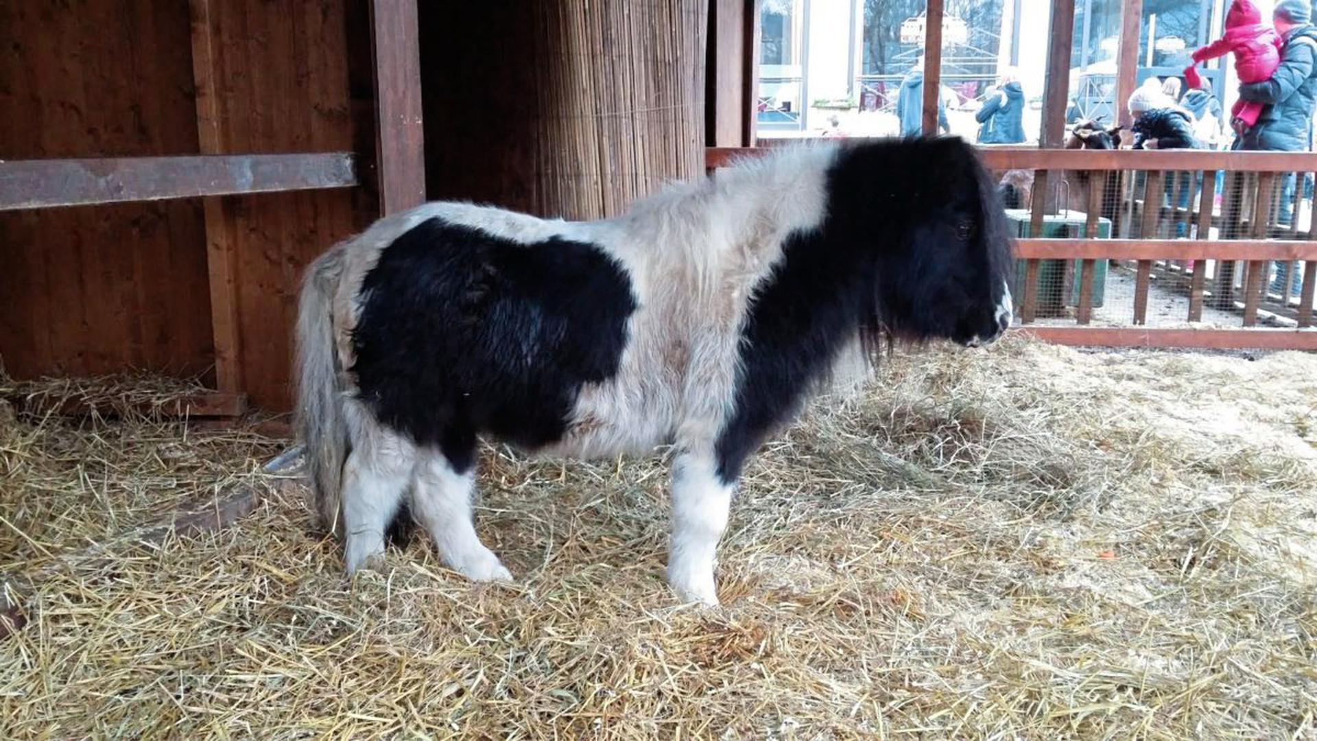 In der lebensgroße Krippe in Baden-Baden warten Vierbeiner wie dieses Pony auf die Besucher.