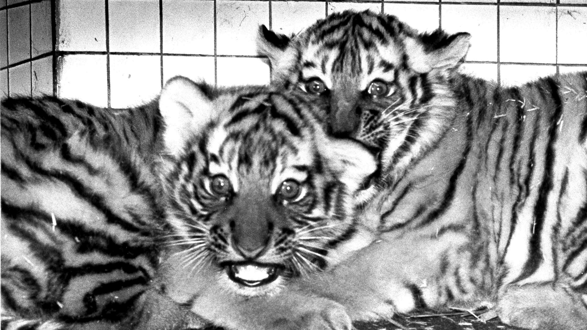 Zwei sibirische Tiger-Babys im Zoo Karlsruhe 1976