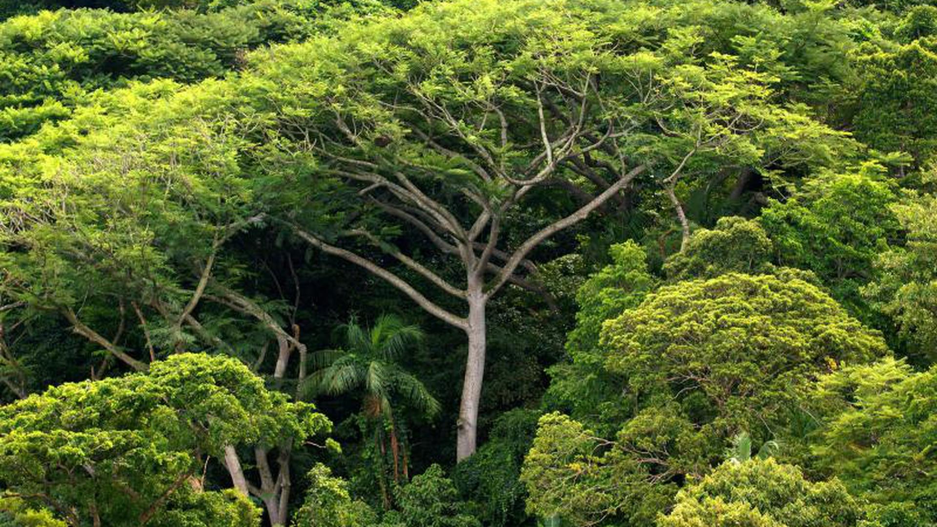 Bäume können das Klima retten