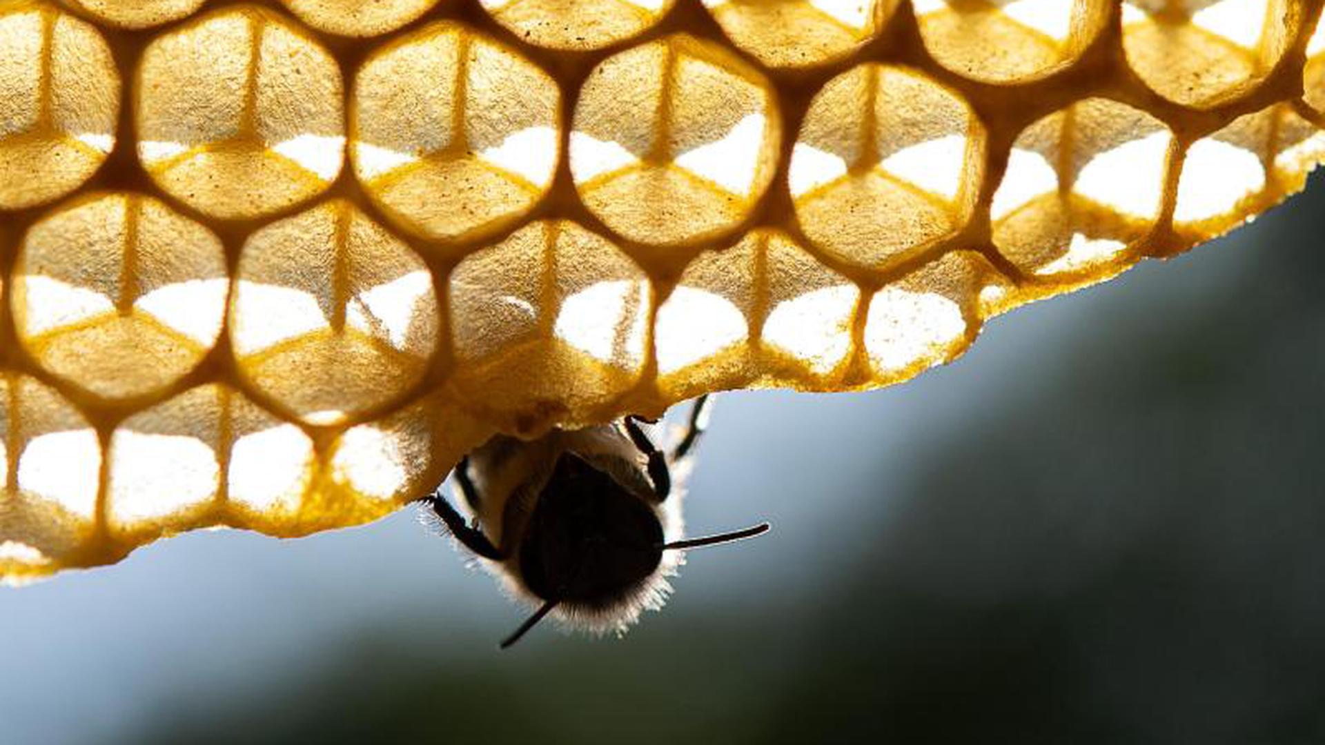 Das Bienen-Volksbegehren stößt zunehmend auf Kritik. Selbst die organisierten badischen Winzer stehen den Inhalten mehrheitlich ablehnend gegenüber. Bei der Bruchsaler OGA warnt man vor einem Aus für zahlreiche landwirtschaftliche Betriebe.