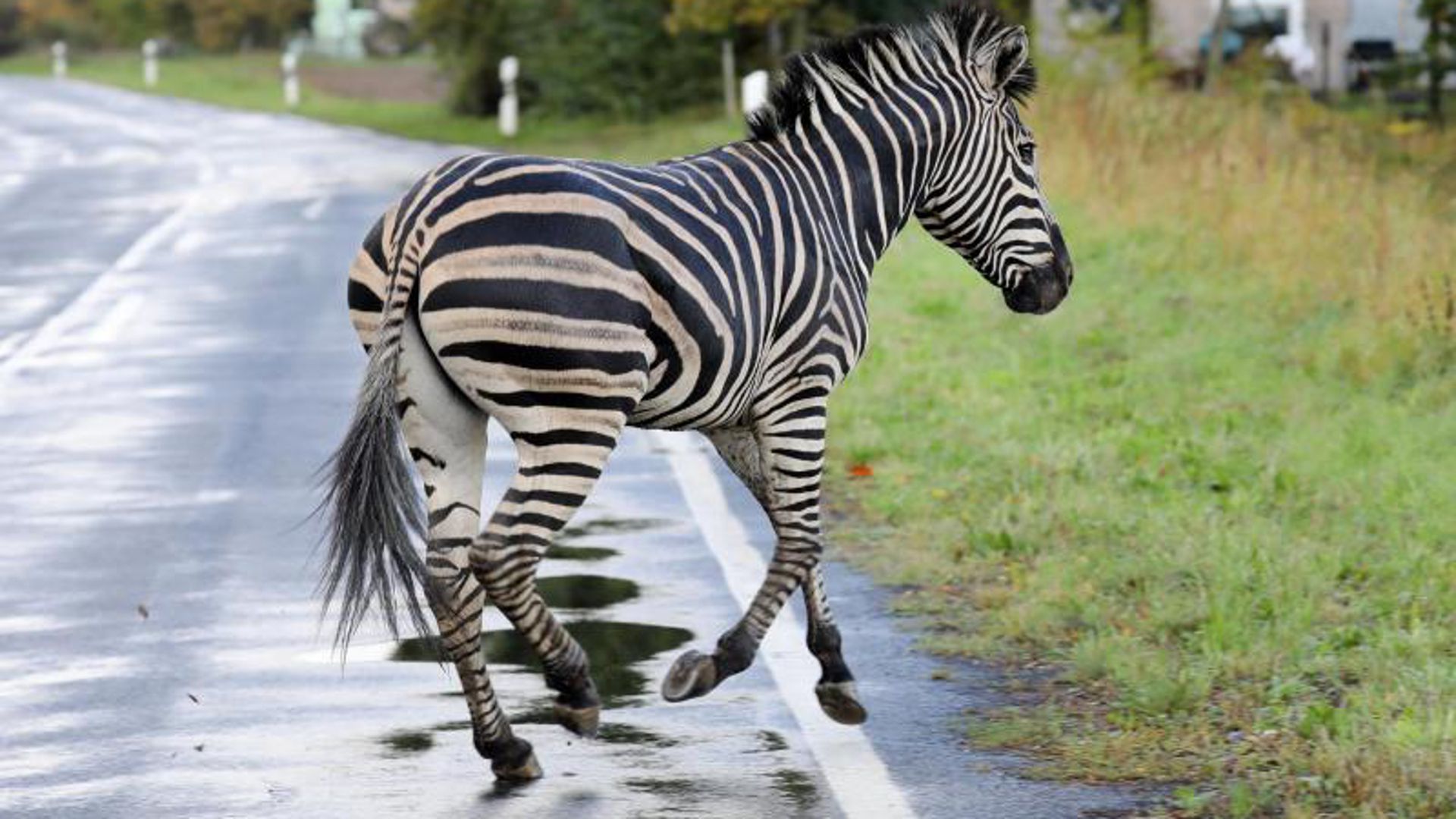 Zirkus-Zebras ausgebrochen
