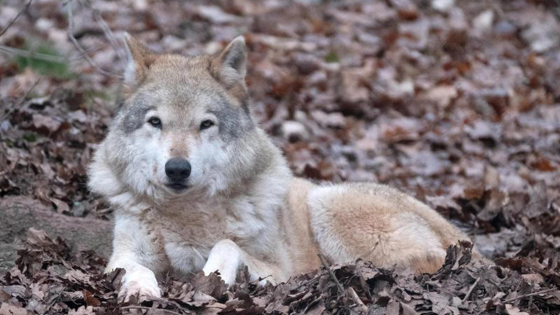 Ein Wolf liegt auf einem mit Blätter bedeckten Boden