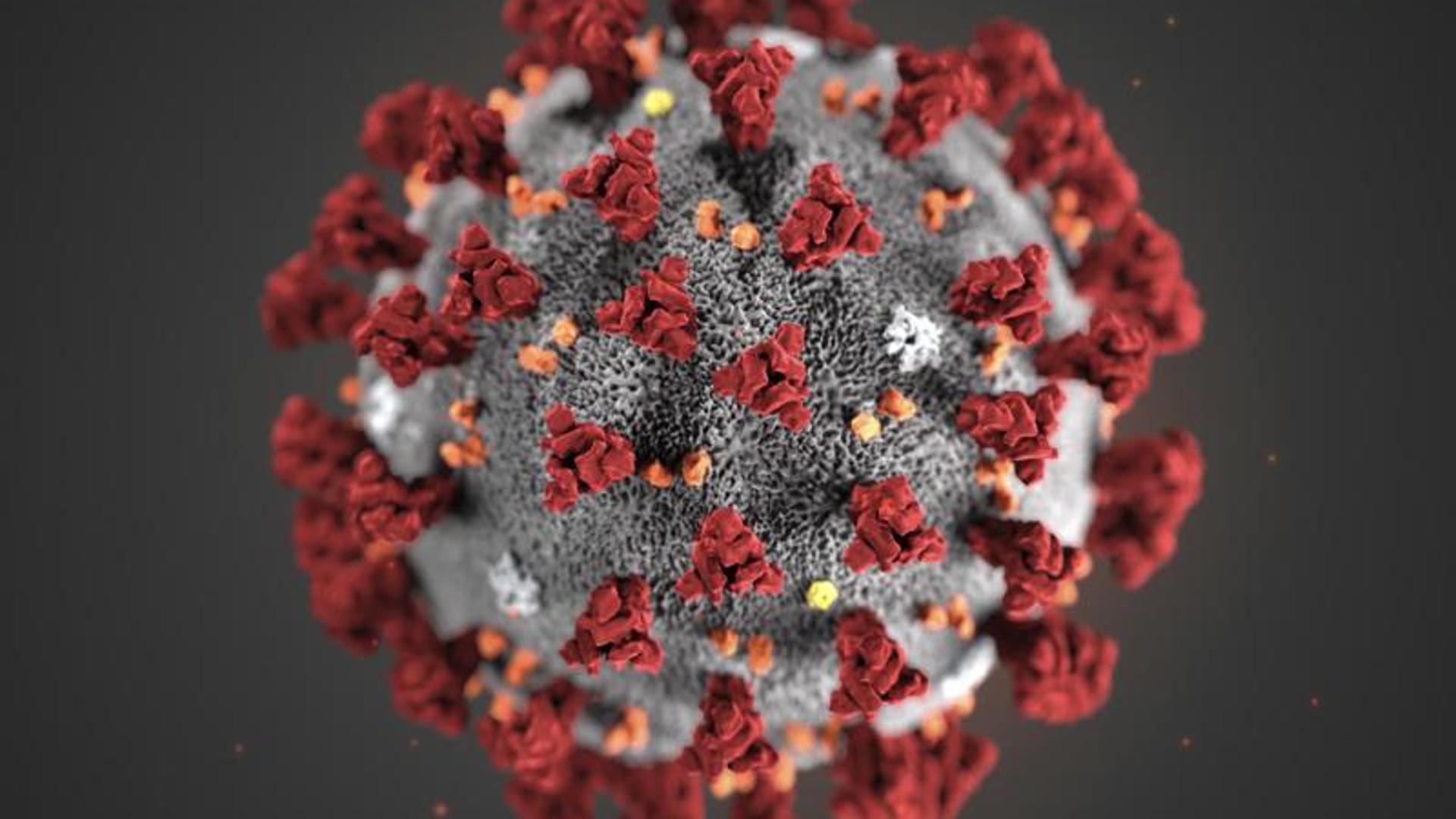 Eine Mikroskopaufnahme zeigt das Coronavirus