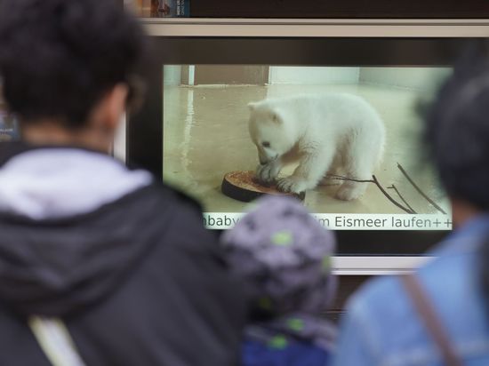 Besucher des Tierparks Hagenbeck schauen sich auf einem Monitor Videoaufnahmen des Eisbären-Babys an.