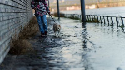 Ein Hund geht mit „Frauchen“ am überfluteten Rhein-Uferbereich am Stadtquartier am Zoll- und Binnenhafen spazieren.