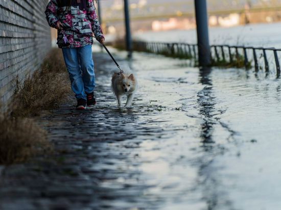 Ein Hund geht mit „Frauchen“ am überfluteten Rhein-Uferbereich am Stadtquartier am Zoll- und Binnenhafen spazieren.