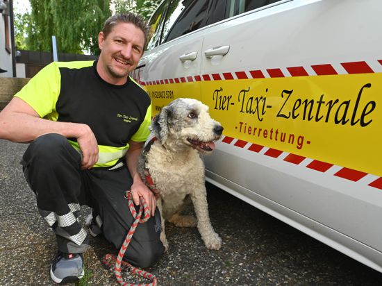 Markus Wagner von der Tier-Taxi-Zentrale, aufgenommen an seinem Fahrzeug mit der vier Jahre alten Bobtail Hündin Paula, die er regelmässig mit seinem Taxi fährt.   