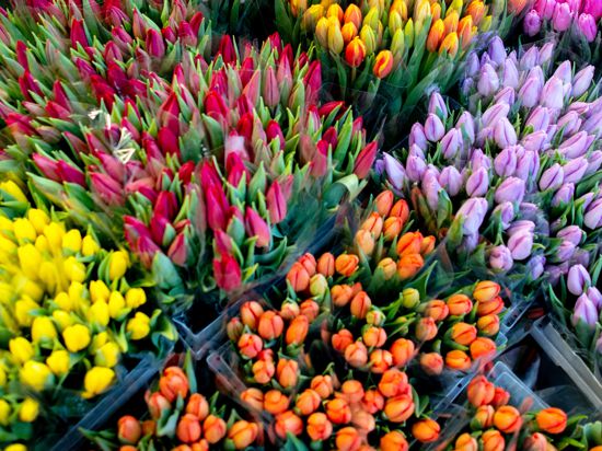 Zahlreiche Tulpen in verschiedenen Farben stehen an einem Stand auf dem Wochenmarkt zum Verkauf. Die Saison für Tulpen aus den Niederlanden geht von Dezember bis Mai, in den Wintermonaten wachsen die Tulpen in Gewächshäusern. 