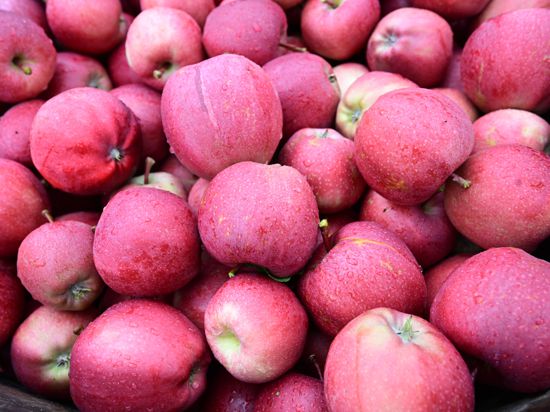 Erntehelfer vom Obst Landwirt Rist ernten im August 2023 Äpfel.