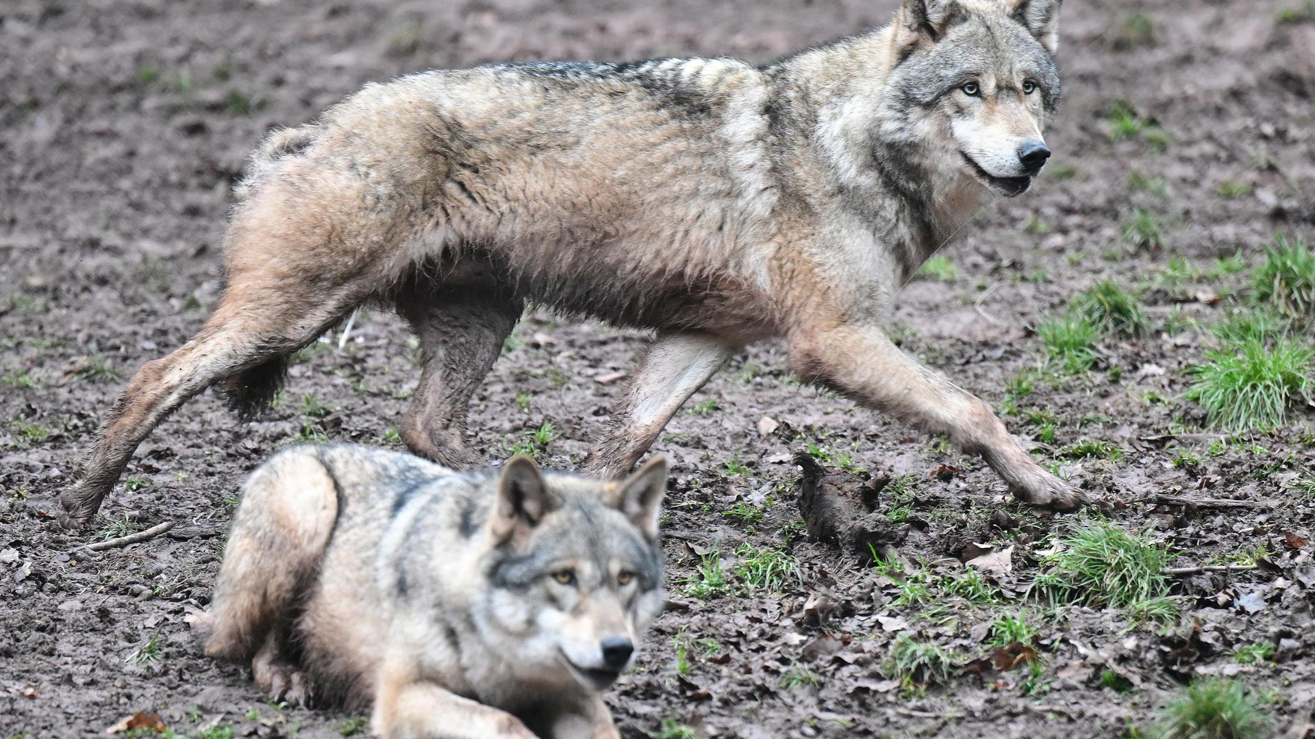 Ein Wolf läuft auf Futter wartend durch ein Gehege im Tierpark Wildparadies Tripsdrill. In freier Wildbahn breitet sich das in Deutschland lange ausgerottete Raubtier wieder aus. Nach Ansicht vieler, bedarf die Entwicklung der Wolfspopulation einer neuen Bewertung. 