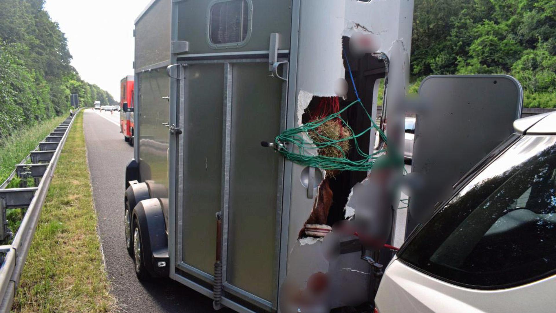 Ein Hannoveraner zerstörte seine Transportbox, verletzte sich dabei und musste eingeschläfert werden.