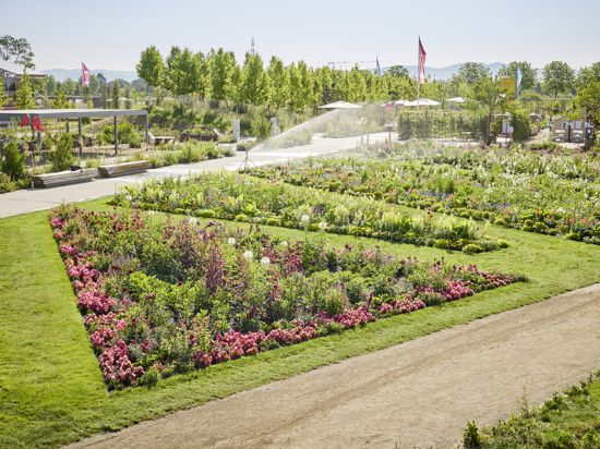 Über 150 Sorten von Dahlien blühen in voller Pracht auf der Buga in Mannheim.  Sie beginnen schon Juni mit der Blüte und leuchten in voller Pracht bei guter Pflege noch bis in den Herbst hinein. 