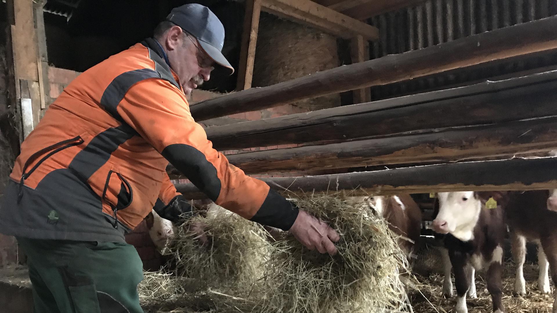 Erhard Walz, Landwirt aus Gondelsheim, füttert seine Rinder im Stall