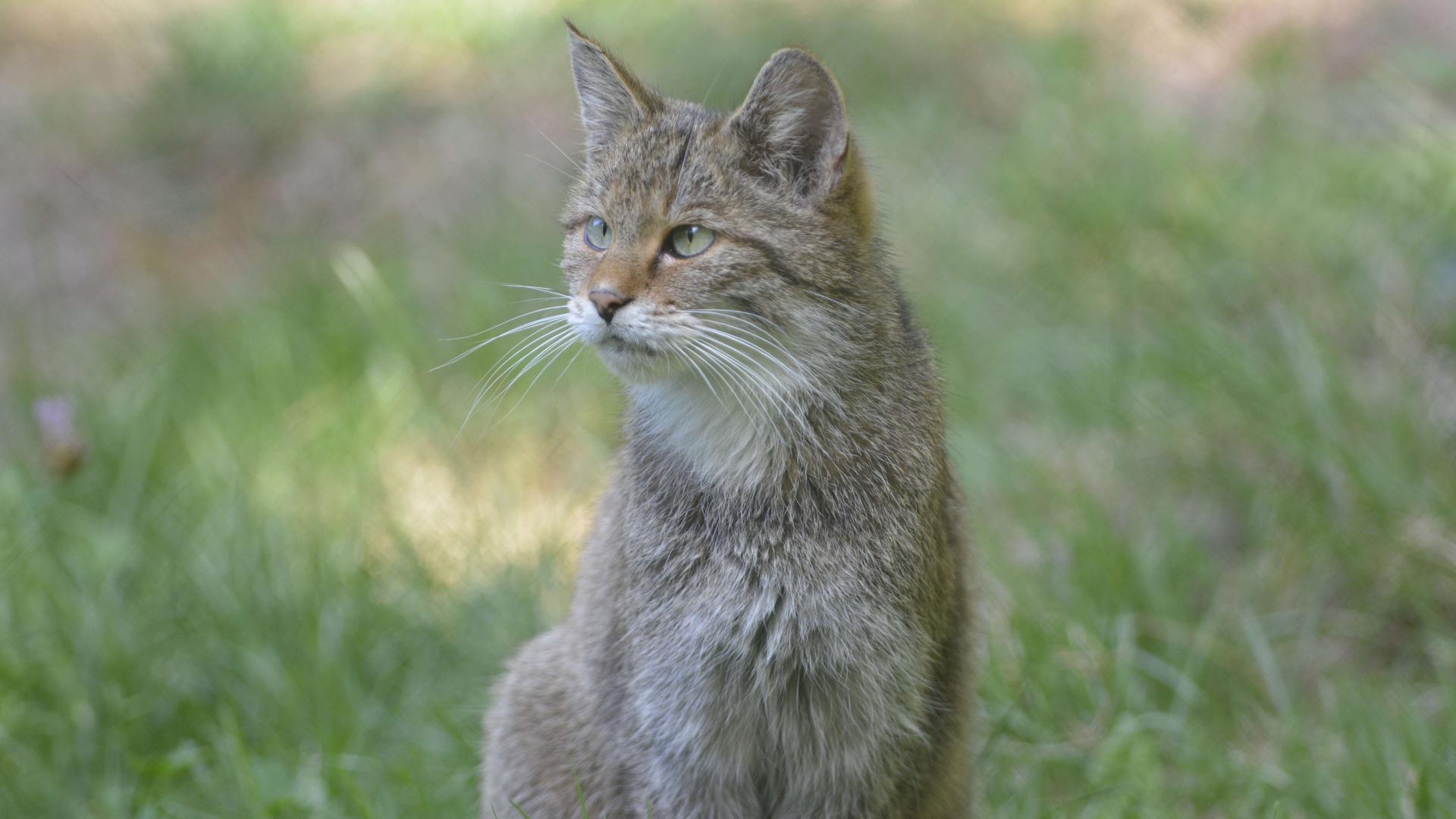 Die Wildkatze galt lange Zeit fast in ganz Baden-Württemberg als ausgestorben. Erst vor einigen Jahren wurde der scheue Jäger erstmals wieder im Landkreis nachgewiesen.
