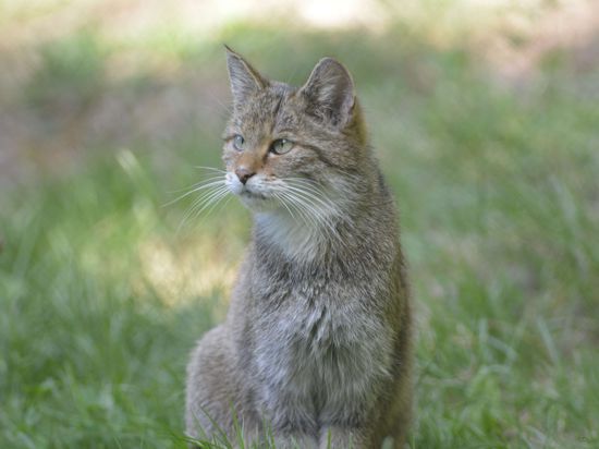 Die Wildkatze galt lange Zeit fast in ganz Baden-Württemberg als ausgestorben. Erst vor einigen Jahren wurde der scheue Jäger erstmals wieder im Landkreis nachgewiesen.