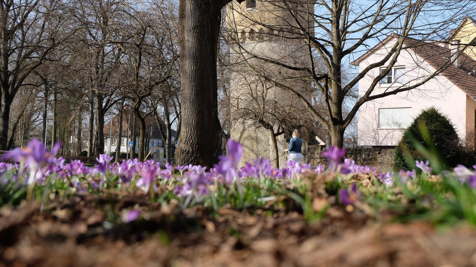 Nahender Frühling: Am Park beim Simmelturm sprießen die ersten Krokusse. 