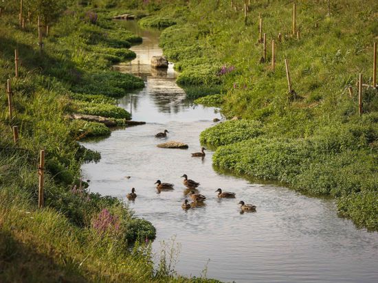 Enten schwimmen in der renaturierten Saalbach in Diedelsheim.