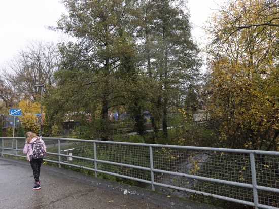 Für Hochwasserschutzmaßnahmen müssen die Bäume entlang des Saalbach zwischen Meierhofbrücke und Tennishalle gefällt werden.