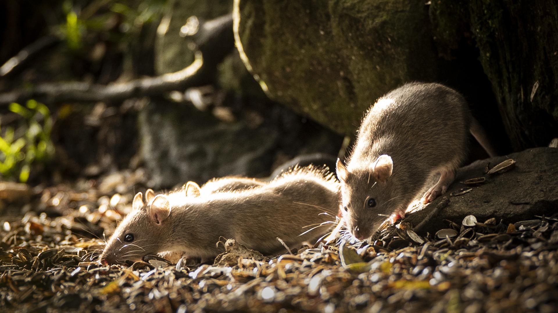 Junge Ratten