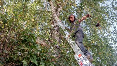 Landschaftsgärtner Markus Mohr steht auf einer Leiter, die an einer Birke lehnt.