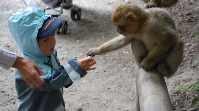 Lang ist es her: Selbst kleine Kinder fütterten die Berberaffen im Brettener Tierpark aus der Hand.