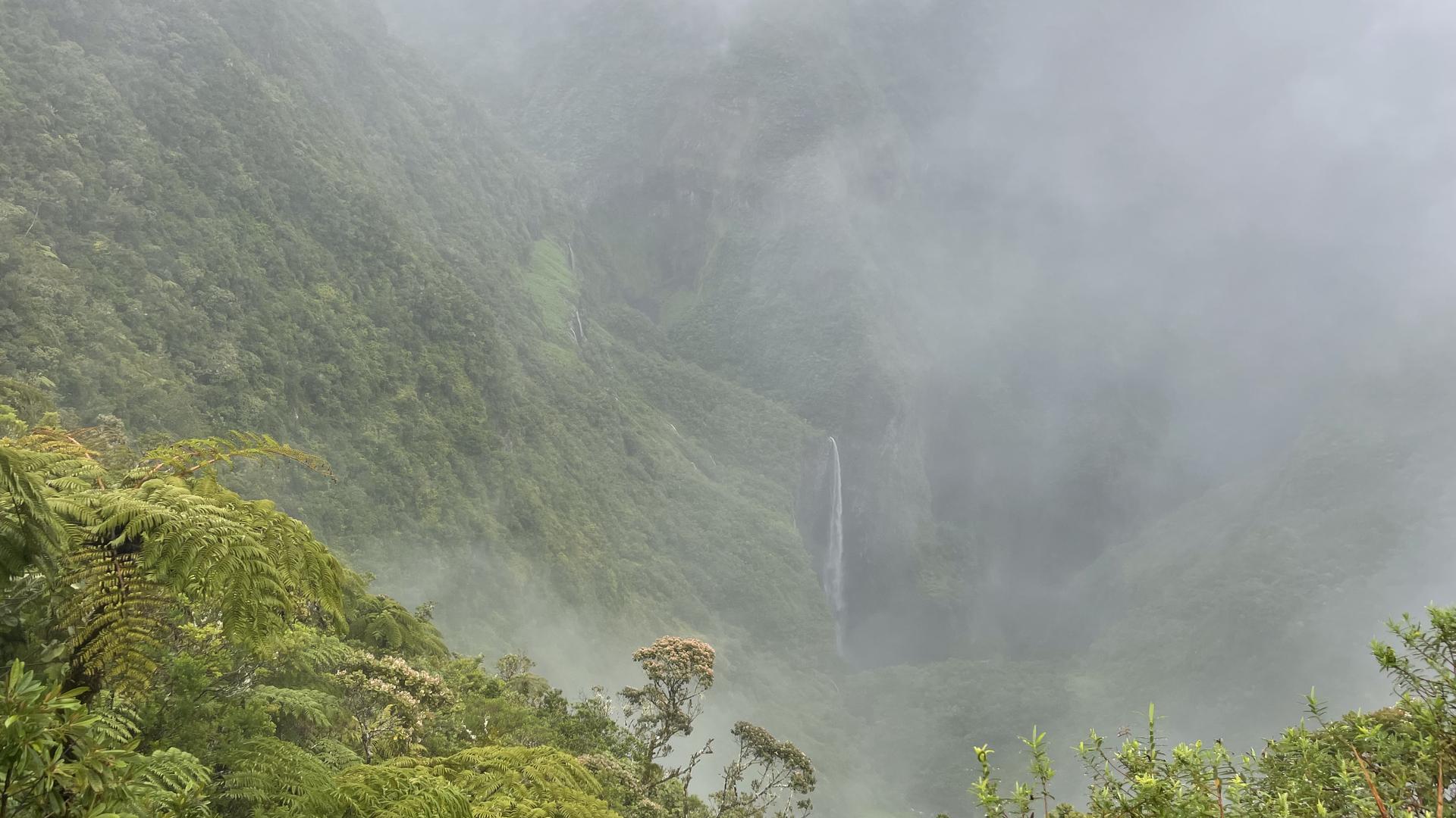 Der tropische Regenwald auf der Insel La Réunion im Indischen Ozean von Manfred Mohr aus Bretten.
