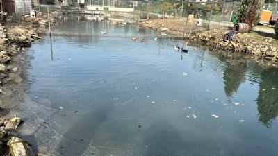 Die Idylle trügt: Der ganze Teich des Kleintierzuchtvereins ist mit Öl verunreinigt. Die Enten lassen sich davon aber nicht abschrecken.