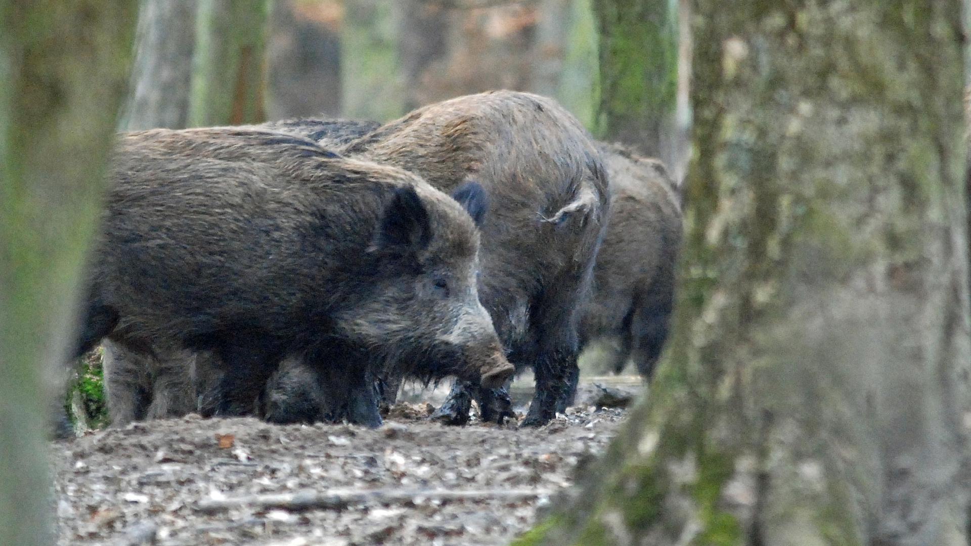 Wildschweine sind im Wald in Rotten unterwegs