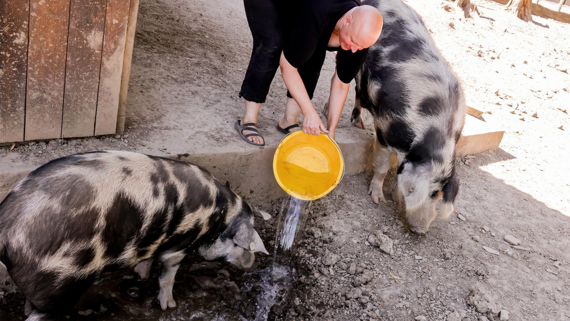 Tierparkbetreiberin Annika Willig schüttet einen Eimer Wasser in eine Suhle, damit sich die beiden Schweine erfrischen können. 