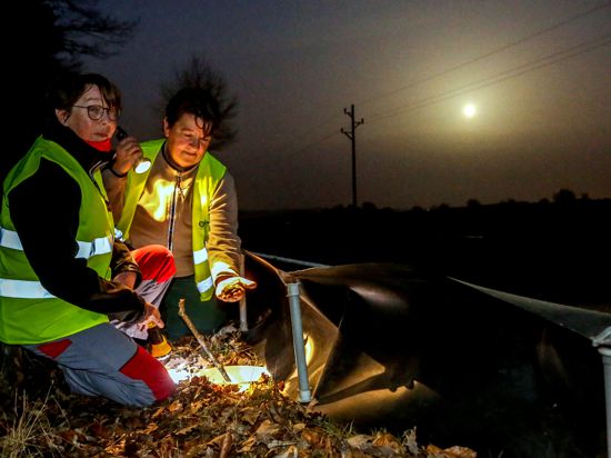 Zwei Frauen sitzen bei Dunkelheit am Amphibienzaun und leuchten mit einer Taschenlampe in einen Eimer.