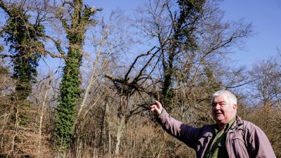 Ewald Kugler zeigt auf die kaputten Bäume.