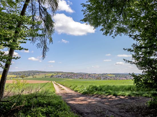 Wald und Feldweg bei Diedelsheim.