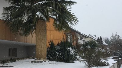 Schnee Palme Winter