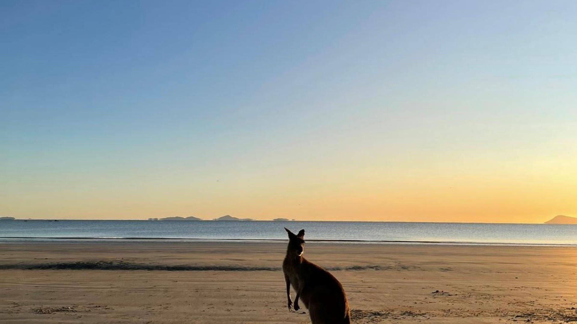 Känguru am Cape Hillsborough in Australien von Daniel Wendland aus Bretten.
