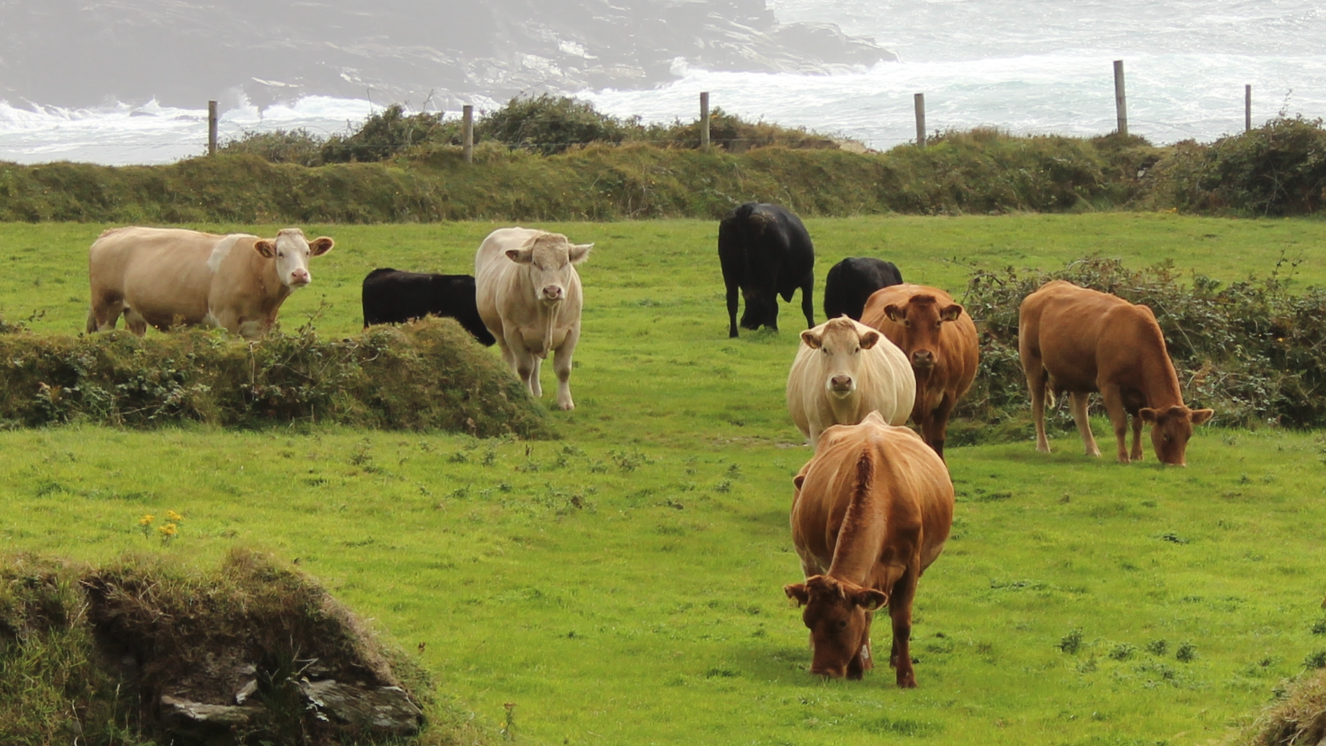 Kühe auf der Weide auf der Küstenstraße Ring of Kerry auf Irland von Roland Pascher aus Bretten.
