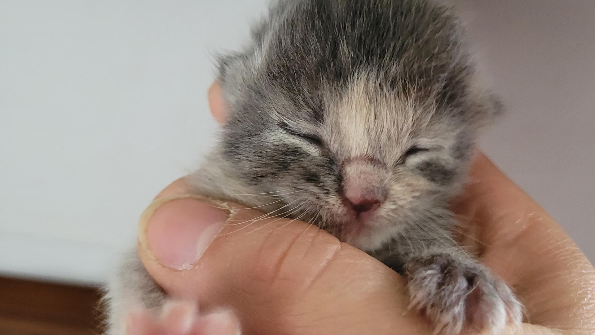 Eine Hand hält ein Katzenbaby,dessen Augen noch geschlossen sind.