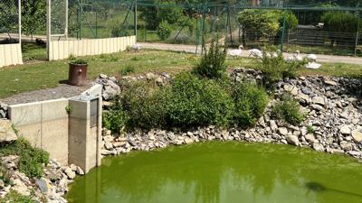 Inzwischen sammelt sich Regenwasser im Teich der Kleintierzüchter. In die grüne Brühe hinein trauen sich die Gänse allerdings nur selten. Links im Bild ist der neue Teichmönch zu sehen.