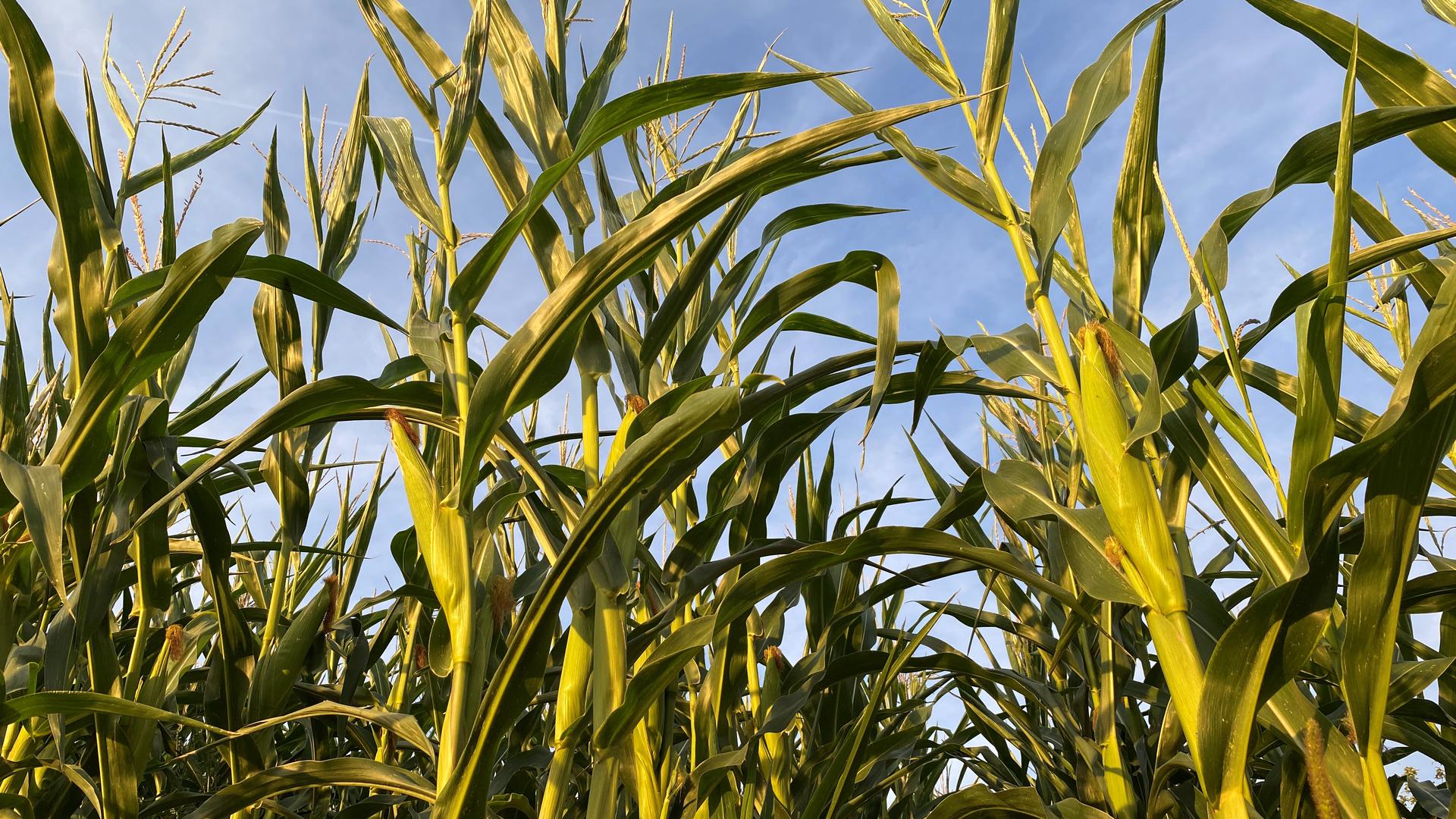 Große Blätter, kleine Körner: Der Mais auf den Feldern zwischen Diedelsheim und Gondelsheim sieht noch frisch aus. Die Landwirte beklagen allerdings den geringen Nährwert durch kleine Kolben.