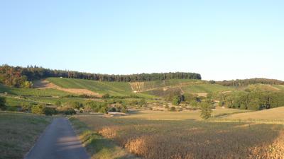 Blick von Westen her auf die Rebflächen beim Derdinger Horn. Steile Hänge mit vielen malerischen Weinbergmauern prägen hier das Landschaftsbild, das Bürgermeister Thomas Nowitzki erhalten möchte.