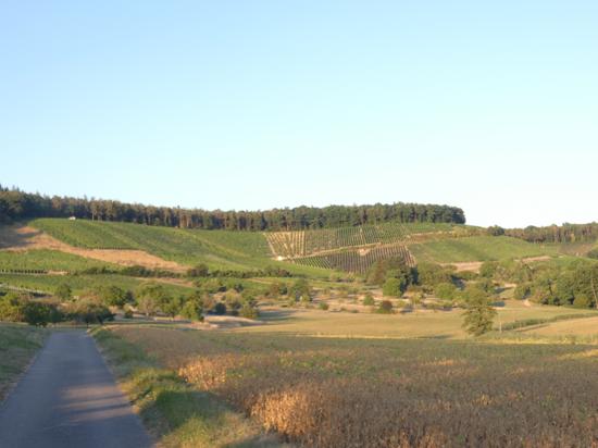 Blick von Westen her auf die Rebflächen beim Derdinger Horn. Steile Hänge mit vielen malerischen Weinbergmauern prägen hier das Landschaftsbild, das Bürgermeister Thomas Nowitzki erhalten möchte.