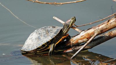 Rotwangen-Schildkröte am Aalkistensee