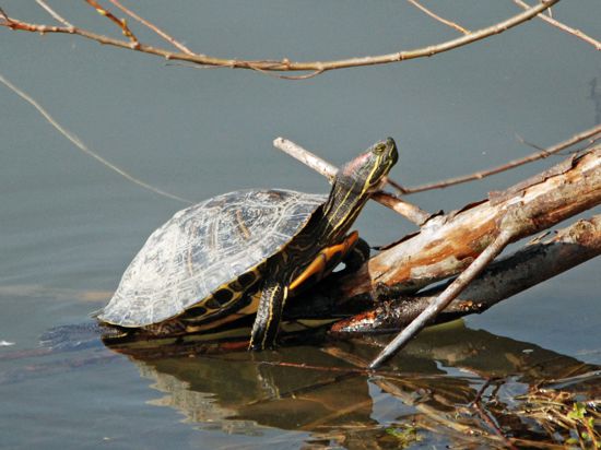 Rotwangen-Schildkröte am Aalkistensee