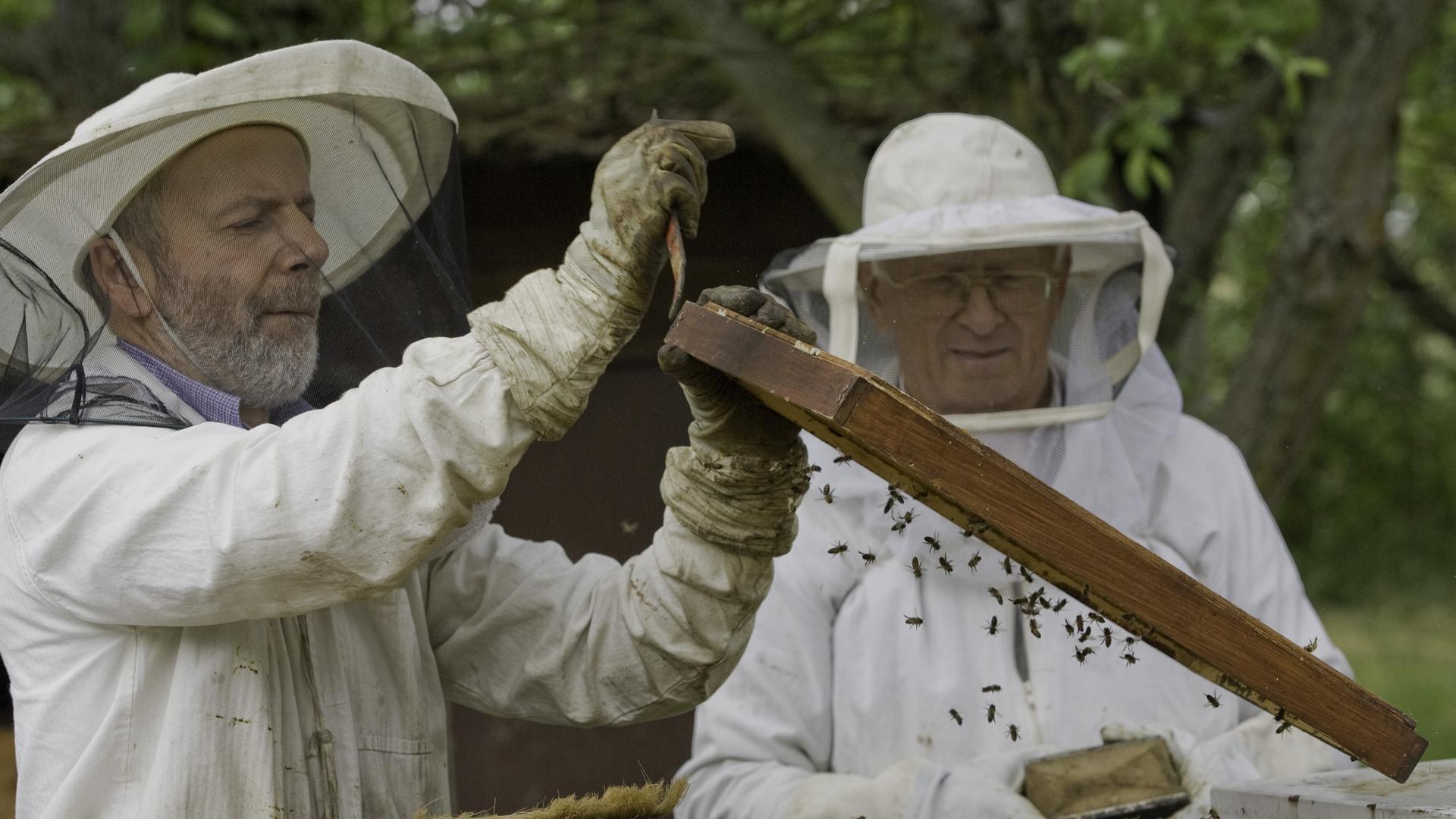 Befürchtet dramatische Veränderungen: Sieghard Blanc (links), Vorsitzender des Brettener Imkervereins, spricht zwar von einem guten Bienenjahr 2020, doch die stetige Trockenheit bereitet ihm immer mehr Sorgen.